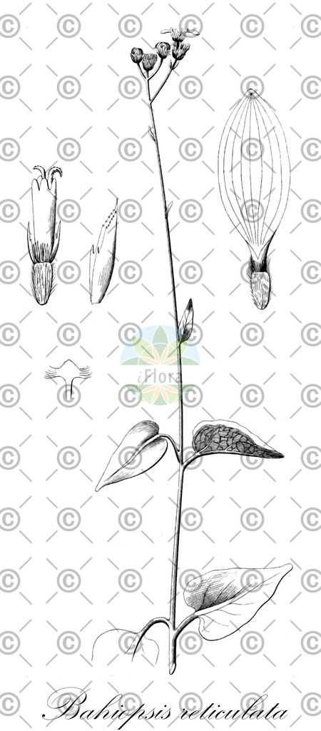 HistAbb_wfo-0001057033_1_ENZY_Simple | Historische Abbildung von Bahiopsis reticulata - Asteraceae | Historical Illustration of Bahiopsis reticulata - Asteraceae