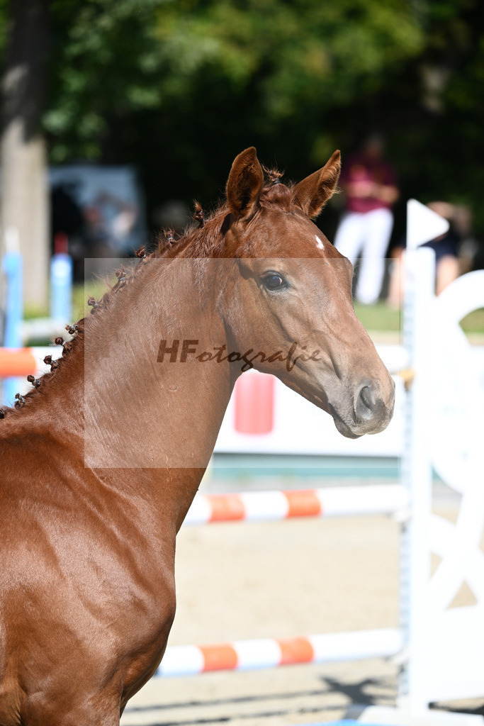 Praesentation Auktionsfohlen_36230322 | hf-fotografie - Realisiert mit Pictrs.com