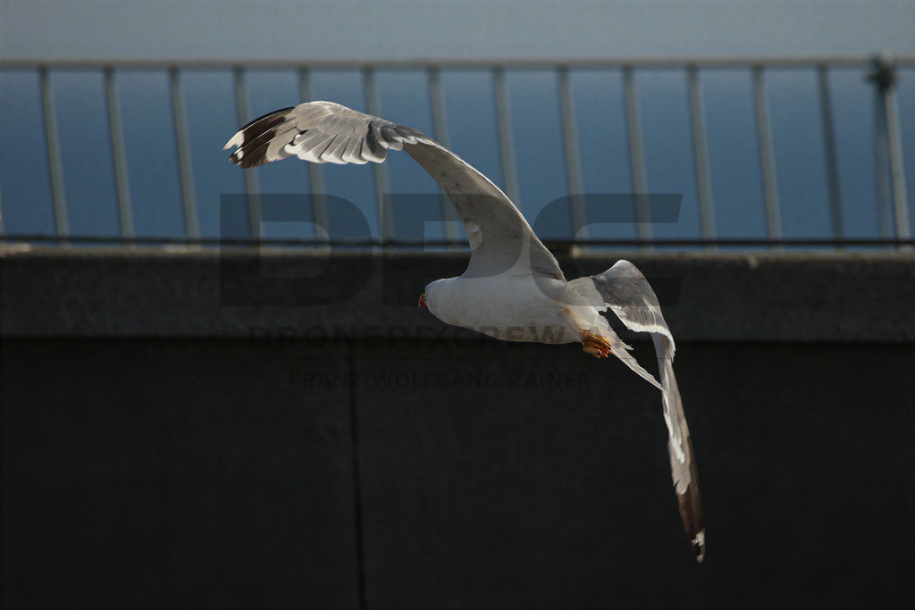 Yellow-legged Gull (Larus michahellis) | Yellow-legged Gull (Larus michahellis), a large gull species commonly found along Mediterranean coasts, rocky shorelines, harbours and coastal areas. - Realisiert mit Pictrs.com