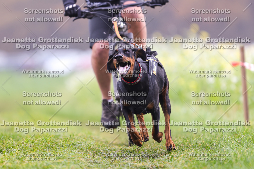 Dog Paparazzi - Visbeck 25 -268 | Dog Paparazzi Jeanette Grottendiek Fotografie & Videografie - Realisiert mit Pictrs.com