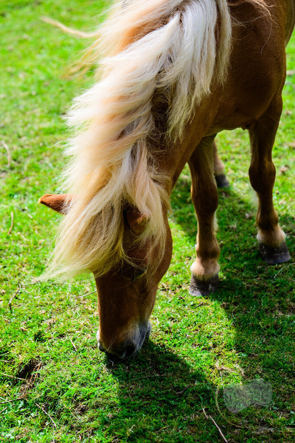 Portraits eines fressenden Pferdes | Shop für Prints Landschaftsfotografie Sächsische Schweiz Naturfotografie in Thüringen Fotos vom Findlingspark Nochten Kloster Sankt Marienstern Bilder Festung Königstein PanoramaRhododendronpark Kromlau FotogalerSchleswig-Holstein Küstenlandschaften