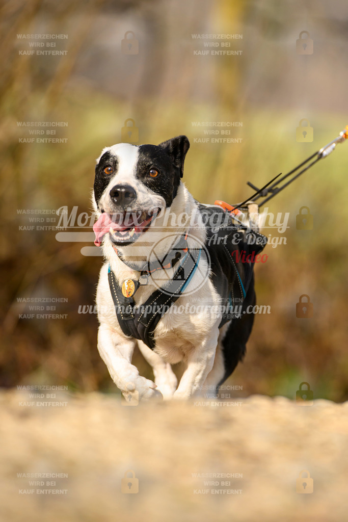 MompixPhotography_6ReiatRennen2026_SA_HappyDog-26 | PayLife