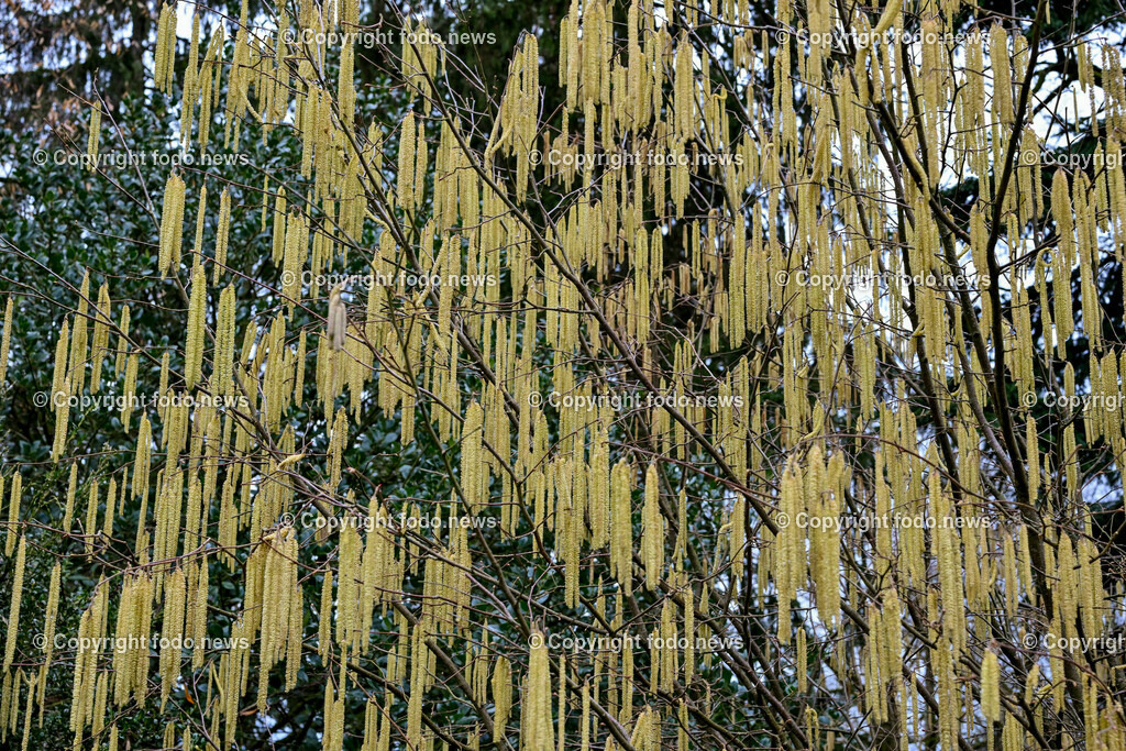 Fruehling_ Pollen_ 20.02.2024-11 | 20.02.2024, Linz, AUT, Fruehling, im Bild Graeser, Stauden, Baeume, Pollen, Allergie, Allergiker, Heuschnupfen, Haselnuss, Birke, Pflanze, Pflanzen, Flora, Natur