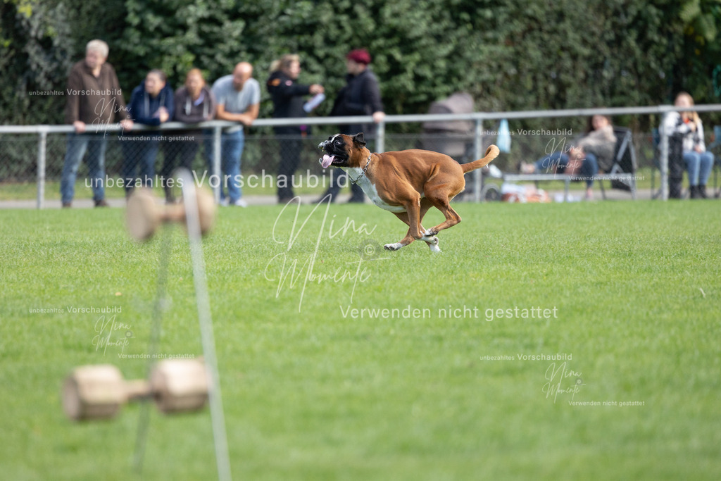 _16A5665 | Einzigartige Fotos von Hunden & Menschen –Actionfotos, Portraits, Vereinsaufnahmen & Paarshootings – authentisch, lebendig & mit Herz.