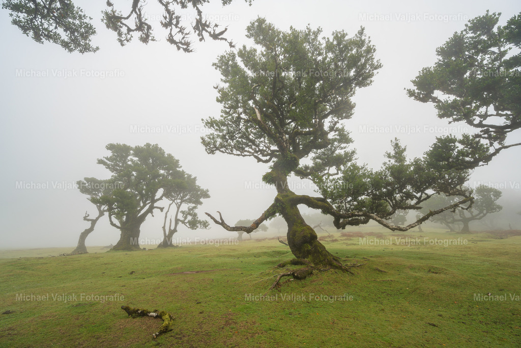 Hexenbaum von Fanal | Mitten im Laurisilva-Wald von Fanal, einem UNESCO-Weltnaturerbe, steht ein Baum, der mit seiner knorrigen Gestalt und den moosbewachsenen Ästen wie aus einem Märchenbuch entsprungen scheint: der sogenannte Hexenbaum.Dieser uralte Lorbeerbaum ist einer der vielen beeindruckenden Bäume, die in diesem nebelverhangenen Waldgebiet wachsen. Doch der Hexenbaum hebt sich besonders durch seine gespenstisch anmutenden Formen ab. Seine Äste winden sich wie tanzende Schatten gen Himmel, bedeckt von Moosen und Flechten, die ihm ein verwunschenes Aussehen verleihen. Oftmals umhüllt dichter Nebel die Umgebung, was die mystische Atmosphäre noch verstärkt und den Eindruck erweckt, man sei in einer anderen Welt.Der Hexenbaum ist nicht nur ein beliebtes Motiv für Fotografen, sondern auch ein Ort, der die Fantasie anregt. Lokale Legenden ranken sich um diese uralten Bäume, die einst Zeugen vergangener Zeiten waren. Es heißt, dass die Naturgeister Madeiras hier besonders präsent sind und Wanderer, die respektvoll durch den Wald ziehen, mit einem Gefühl von Frieden und Ehrfurcht belohnen.Fanal selbst ist ein magischer Ort, der zum Innehalten einlädt. Das Lichtspiel zwischen den Bäumen, die Stille, die nur vom Rascheln der Blätter und dem Zwitschern der Vögel unterbrochen wird, macht diesen Ort zu einem perfekten Ziel für Naturliebhaber. Der Hexenbaum ist dabei eines der Highlights und ein Symbol für die wilde, ungezähmte Schönheit Madeiras. - Realisiert mit Pictrs.com