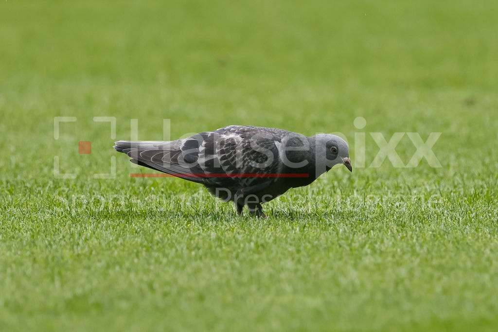 Fussball, Bundesliga, SV Werder Bremen - Borussia Mönchengladbach | v.li.: Eine Taube auf dem Rasen, Spielfeld, Stadttaube, Vogel, Natur, Gras, Futter, Tier, Wildnis, Symbolfoto, DIE DFL-RICHTLINIEN UNTERSAGEN JEGLICHE NUTZUNG VON FOTOS ALS SEQUENZBILDER UND/ODER VIDEOÄHNLICHE FOTOSTRECKEN. DFL REGULATIONS PROHIBIT ANY USE OF PHOTOGRAPHS AS IMAGE SEQUENCES AND/OR QUASI-VIDEO.
