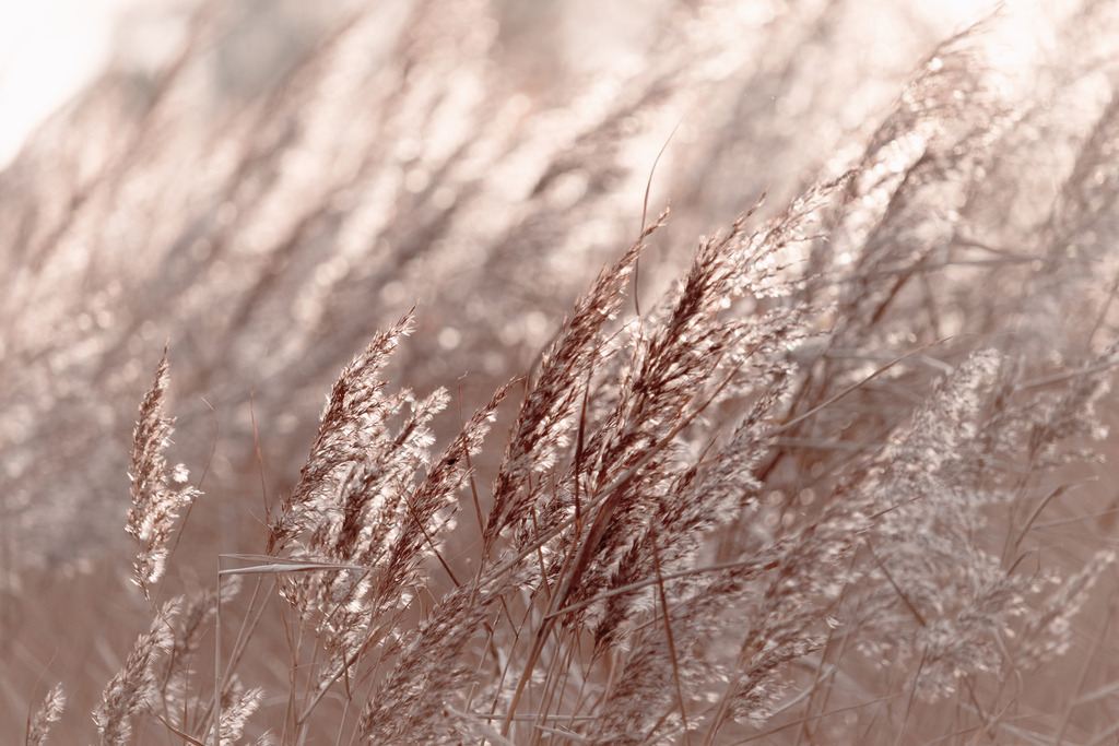 Wandbild: Schilf weht im Sonnenlicht in dezentem Beigeton | Dieses Wandbild im Querformat zeigt wehenden Schilf im abendlichen Sonnenlicht. Der Schilf bringt durch einen schönen Beige- und Sandton Wärme ins Bild. Teilweise ergibt sich durch die Bewegung der Halme eine leichte Bewegungsunschärfe hinzu, die das Bild interessant macht. Diese entsteht zusätzlich zur geringen Tiefenschärfe. Schaffen Sie sich ein maritimes Ambiente in Ihrem Wohnzimmer und kaufen Sie sich dieses stilvolle Wandbild. Es ist auf Leinwand, Aluminium-Platte, Acrylglas oder als Holzdruck erhältlich. Die Wandbilder werden individuell für Sie in vielen Abmessungen produziert. Daher passen die Ostseekult Wandbilder immer perfekt an Ihre Wände. - Realisiert mit Pictrs.com