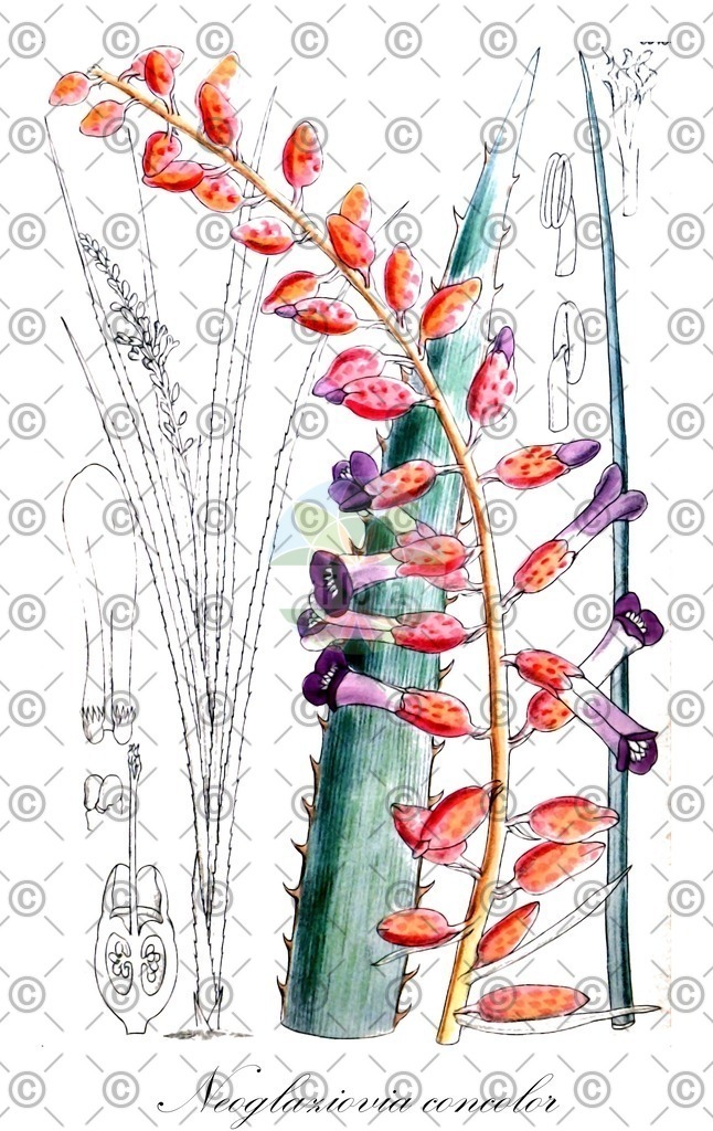 HistAbb_5ZND_1_ENZY_Simple | Historische Abbildung von Neoglaziovia concolor - Bromeliaceae | Historical Illustration of Neoglaziovia concolor - Bromeliaceae