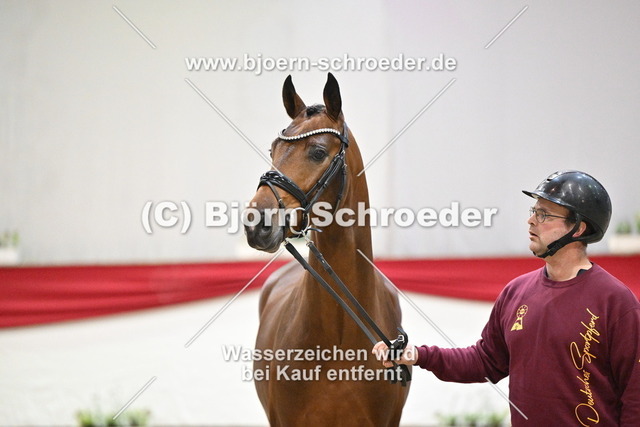 098b_Dimaggio Black - Christ_960_0603 | Björn Schroeder Pferdefotografie