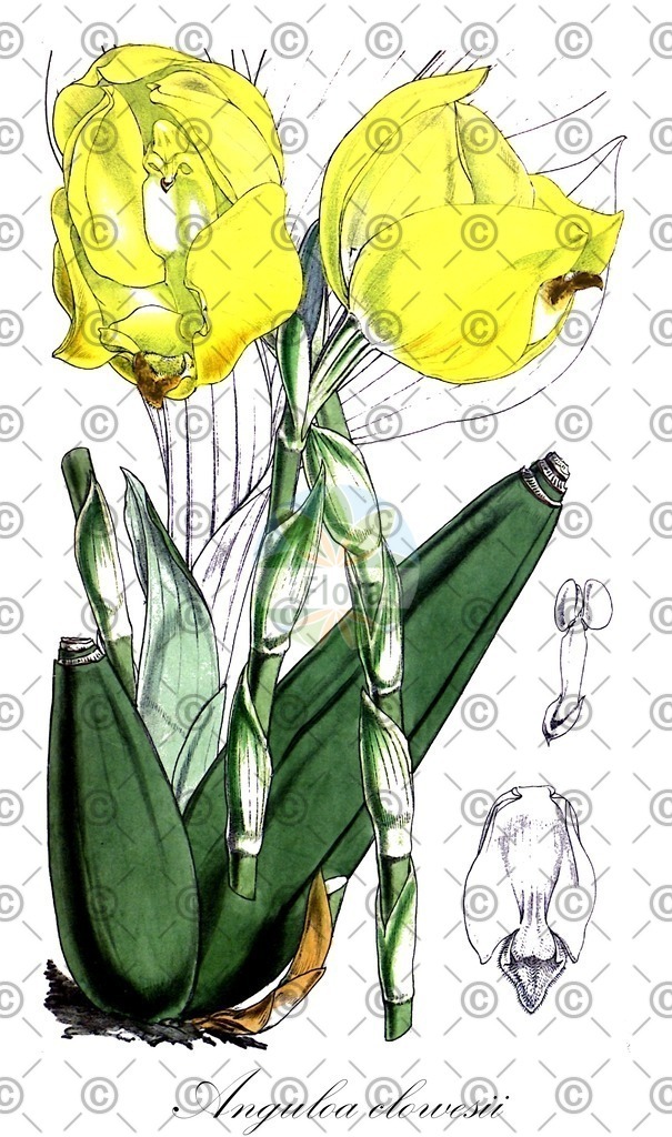 HistAbb_wfo-0000980953_2_ENZY_Simple | Historische Abbildung von Anguloa clowesii - Orchidaceae | Historical Illustration of Anguloa clowesii - Orchidaceae