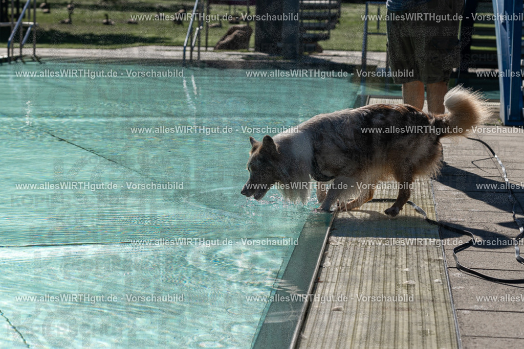 Hundeschwimmen_Volksbad_2026-allesWIRTHgut_Tierfotografie-2609061023-FAY05875 | Professionelle Tierfotografie in Mönchengladbach von Daniel Wirth (allesWIRTHgut). Liebevolle & natürliche Bilder von Hunden & Katzen für unvergessliche Erinnerungen.