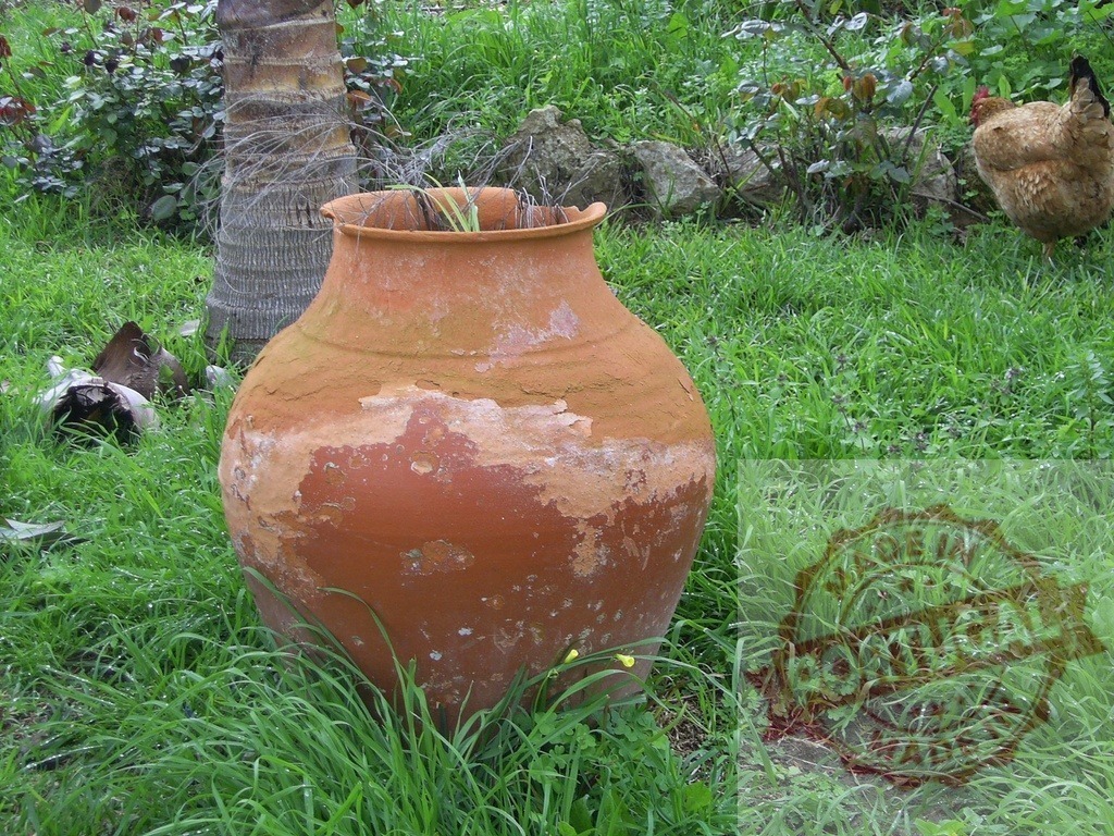 Weathered terracotta pot in rustic garden with chicken nearby | Worn terracotta pot stands on lush grass beside a palm tree and a chicken - Realisiert mit Pictrs.com