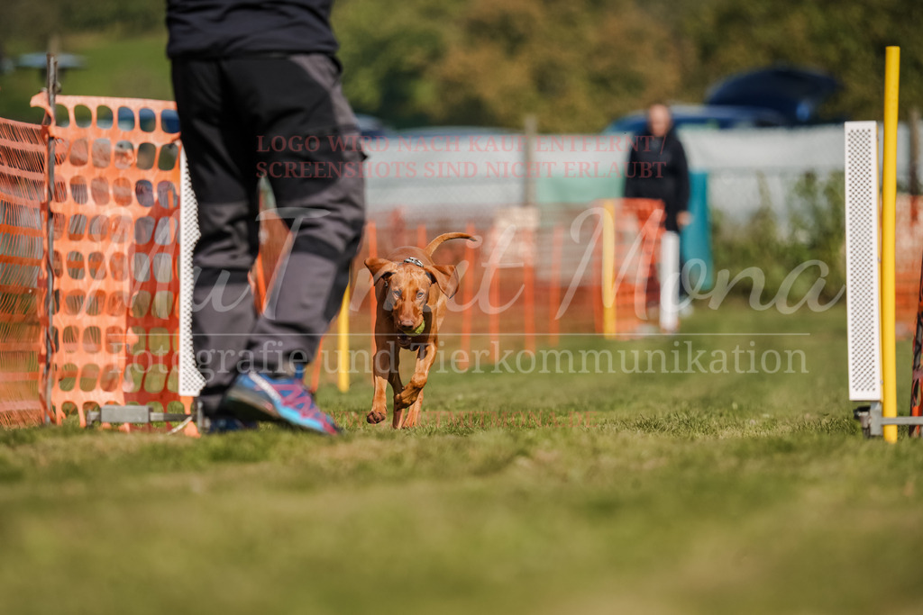 20250928_Hunderennen-531 | MuT (Mensch und Tier) mit Mona - Fotografie und Tierkommunikation - Realisiert mit Pictrs.com