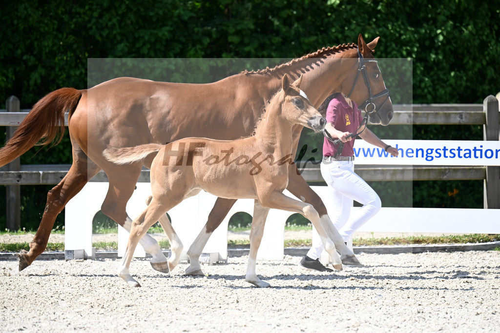 Kat-Nr. 21 Feliciano x Diamond Hit_SF_Fischer_15250106 | hf-fotografie - Realizzato con Pictrs.com