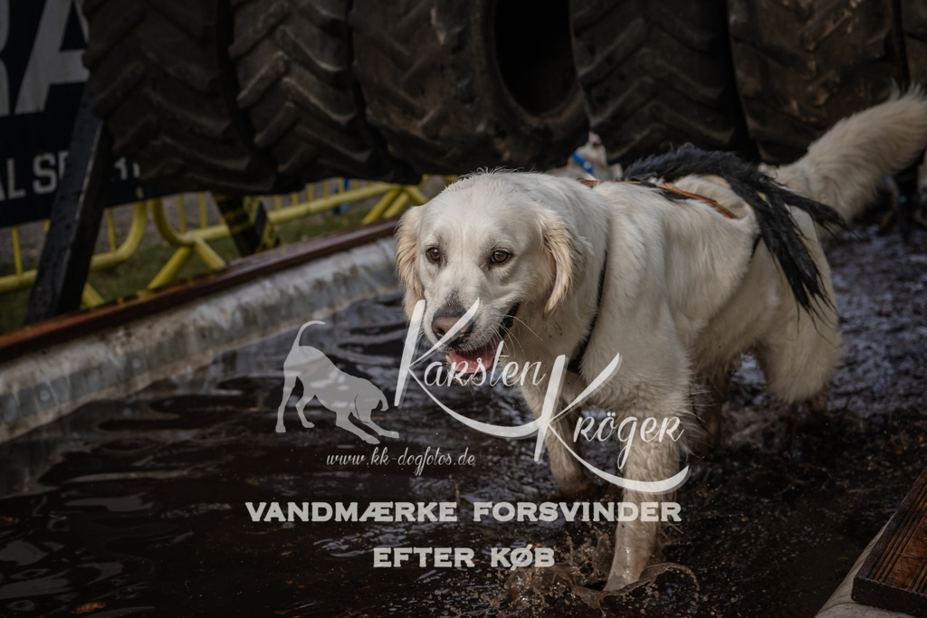 1447_ZZ90137 | kk-dogfotos