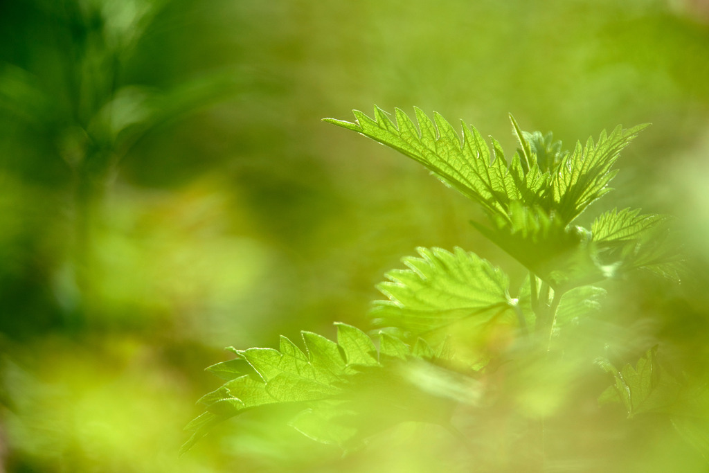 Brennessel im Gegenlicht | Pillichsdorf, Austria - April 21, 2015: Brennessel im Gegenlicht. - Realisiert mit Pictrs.com