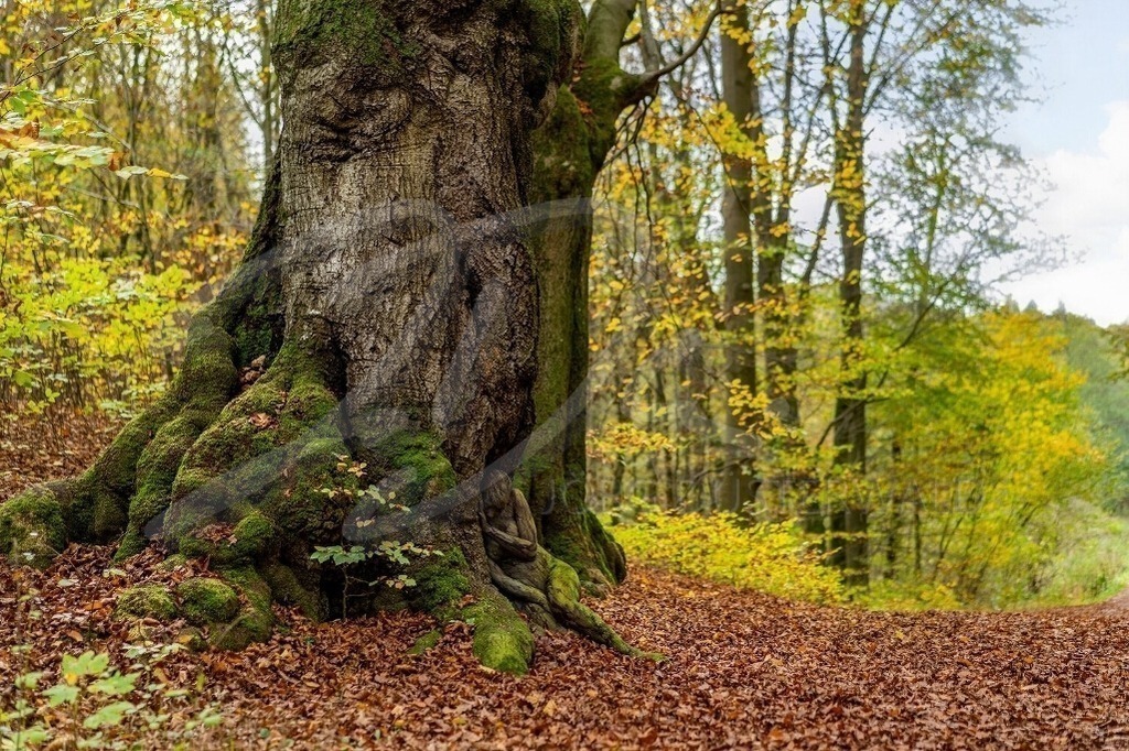 NatureArt-OAKTREES_0095 | Zarte Person als dicke Wurzel | #002 | Modell: Lenny | Foto: Dennis Largo Schulz - Realisiert mit Pictrs.com