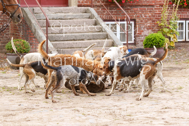 Jagd Knoop 26_MarinaHewigMCH02690 | Fotografie, FotoArt, PferdesportArt, Pferdesportfotografie, Landschaftsfotografie, Reisefotografie, Reise, Pferde - Realisiert mit Pictrs.com