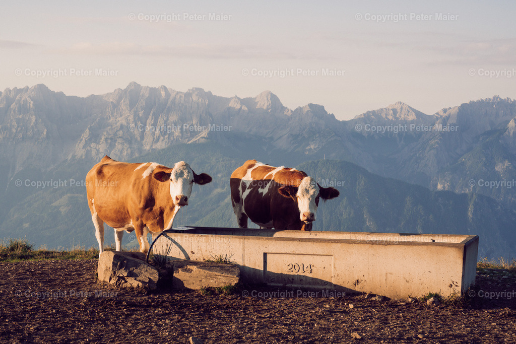 Zettersfeld_23-114 | piet_flosse