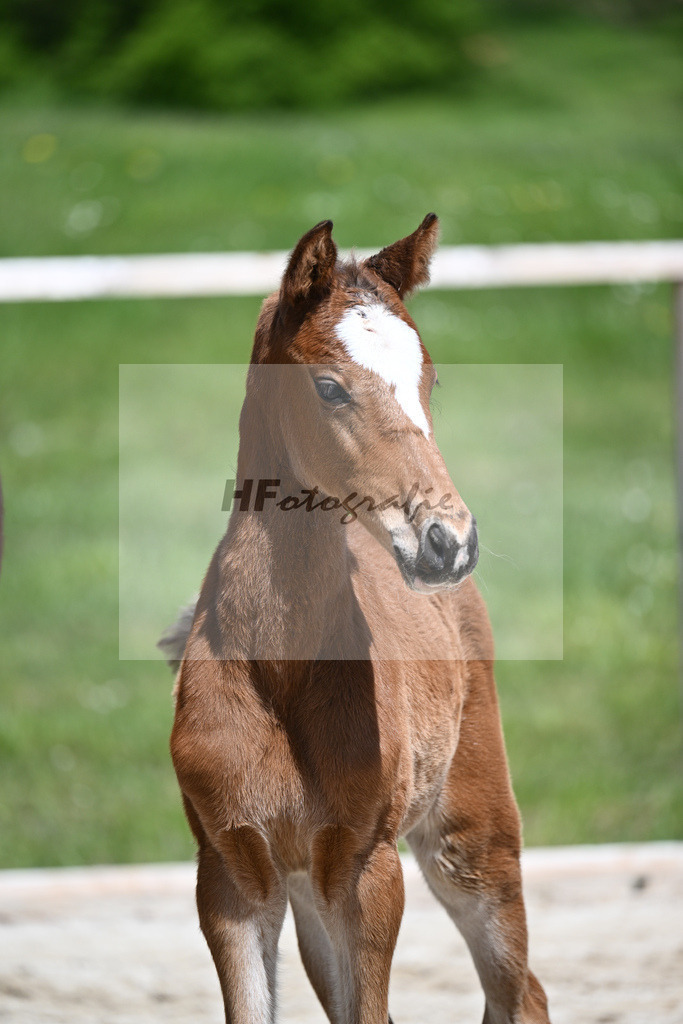 Uno I x Big Star_SF_Regele_11240579 | hf-fotografie - Realisiert mit Pictrs.com