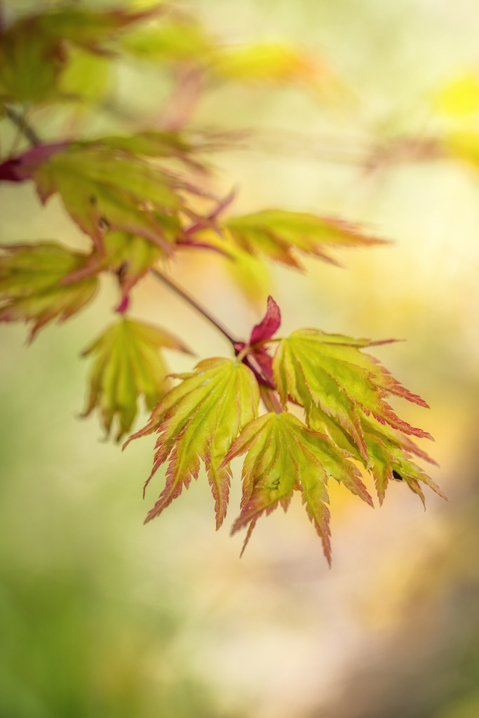Neue Blätter | Ahoronbaum mit neuen Blättern im Frühling - Realisiert mit Pictrs.com