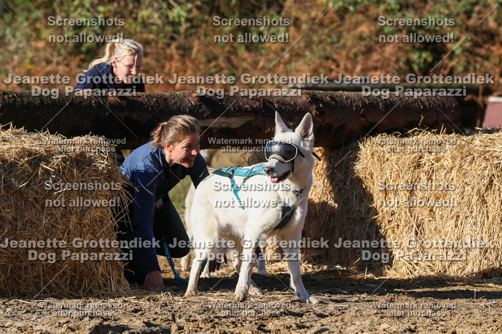 Dog Paparazzi - Strongdog 10-25-1679 | Dog Paparazzi Jeanette Grottendiek Fotografie & Videografie - Realisiert mit Pictrs.com