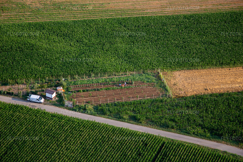 Aerial view: Vegetable garden in the district Schönpaß in Nova Gorica in the state Slovenia, Slovenia. – Photo: IMG_137633.jpg taken on 07/16/2023 by Werner Riehm/FLY-FOTO.com – Resolution of the original: 5472 x 3648 px