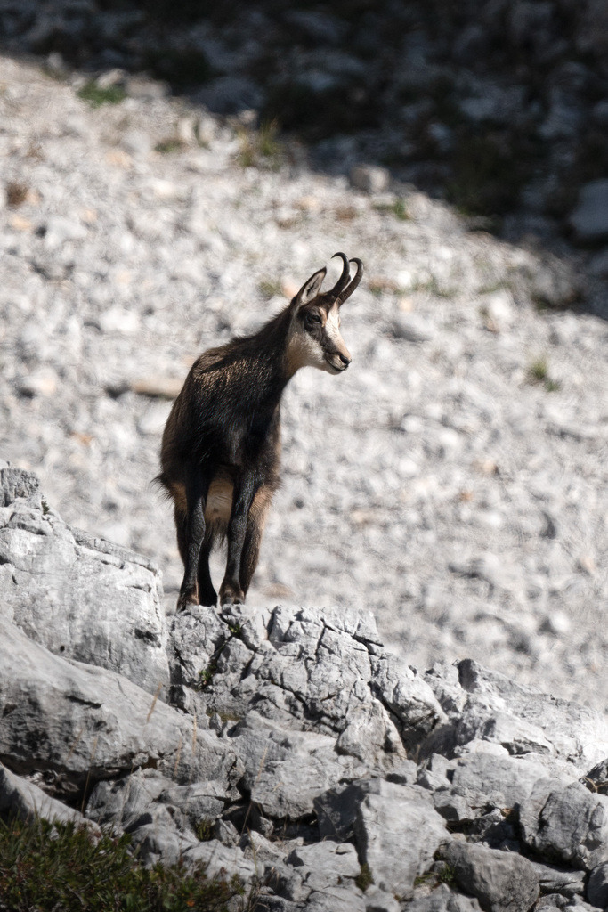 Gams am Wilden Kaiser Hochformat | Die Gämsen am Wilden Kaiser, ein großes Glück so ein Foto zu schießen. - Realisiert mit Pictrs.com