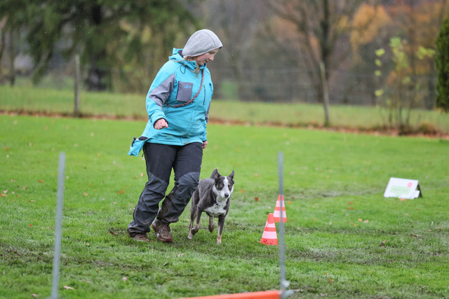 2025_Rally_Obedience_SM-272 | Ich fotografiere Hundeausstellungen, Sportanlässe, Zuchtstätten, Hundezucht, Hundeportrait, Lagotto - Realisiert mit Pictrs.com