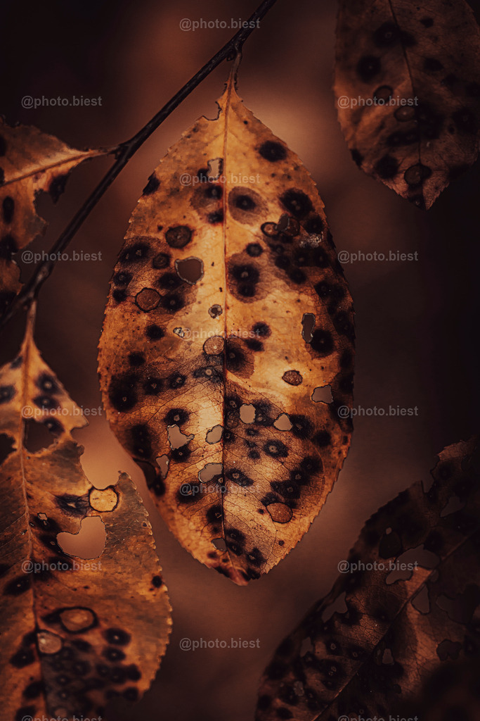 Leo Leaves | Herbstblätter im Leopardenlook. - Realisiert mit Pictrs.com