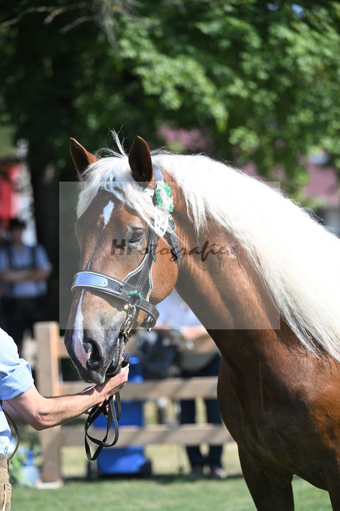 Kat-Nr. 12 Paris_Seebacher_20230176 | hf-fotografie - Realisiert mit Pictrs.com