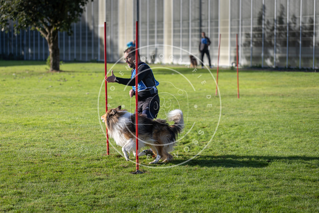 Pfotenfotografie.de_DV3A3258 | Hundefotografie, Tierfotograf, Pfotenfotografie, Fotoshooting Hund, Hunde Portrait, Hundesport, Hundeportraits, Heideshooting, Hunde, Sportfotograf, Hundefotograf, Turnierhundsport, THS, canicross - Realisiert mit Pictrs.com