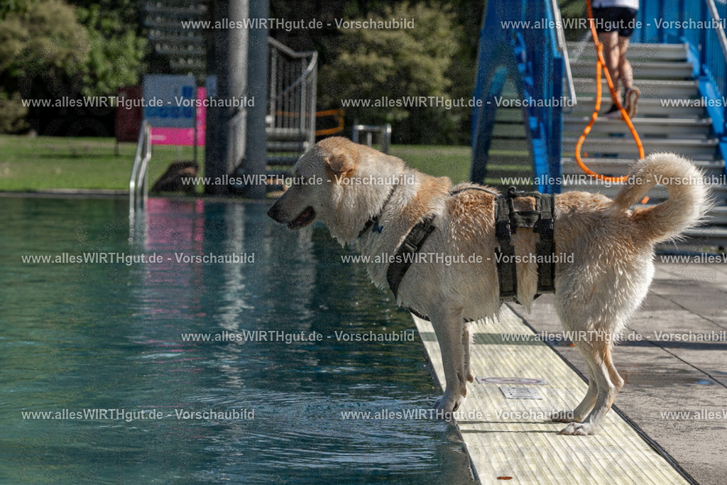 Hundeschwimmen_Volksbad_2026-allesWIRTHgut_Tierfotografie-2609061554-FAY07336 | Professionelle Tierfotografie in Mönchengladbach von Daniel Wirth (allesWIRTHgut). Liebevolle & natürliche Bilder von Hunden & Katzen für unvergessliche Erinnerungen.