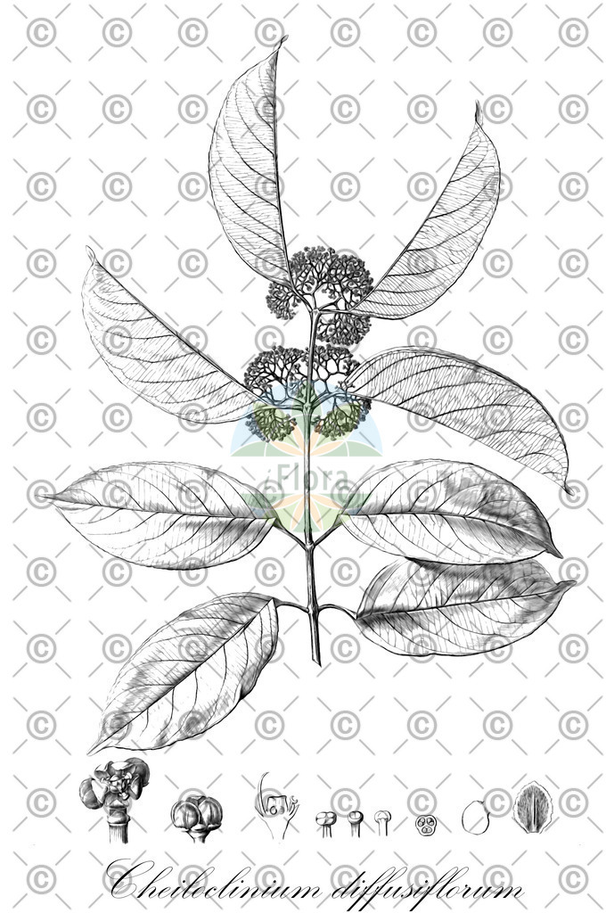 HistAbb_wfo-0000840857_1_ENZY_Simple | Historische Abbildung von Cheiloclinium diffusiflorum - Celastraceae | Historical Illustration of Cheiloclinium diffusiflorum - Celastraceae