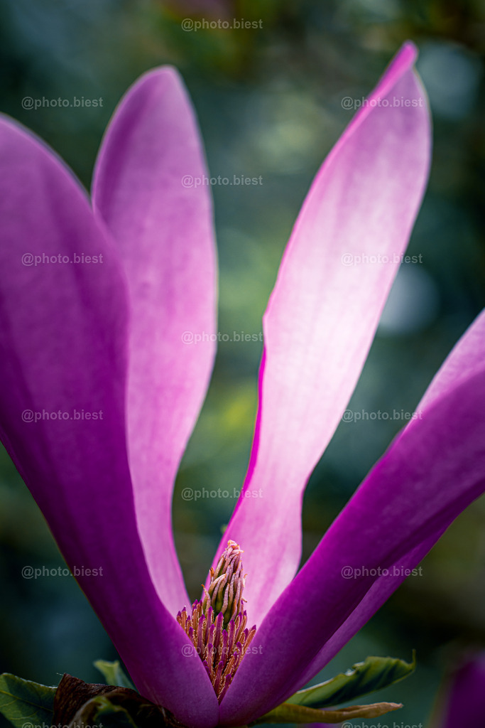 Blütengiganten | Eine Blüte der Magnolie. - Realisiert mit Pictrs.com