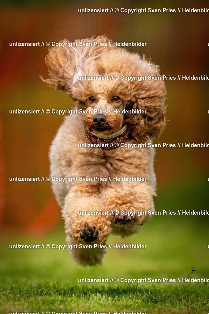 Sven Pries | 2024-09-22 - Hunderennen Baden-BadenPudelverein - Realisiert mit Pictrs.com