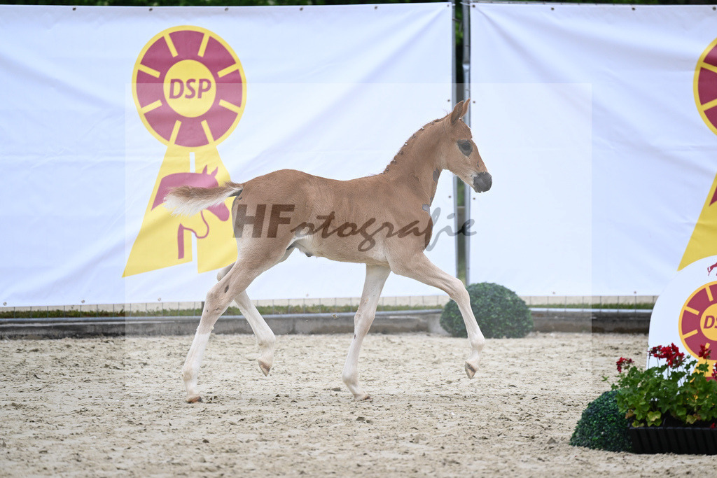 Kat-Nr. 54 HF D-Gold AT_Schober_17231268 | hf-fotografie - Realisiert mit Pictrs.com