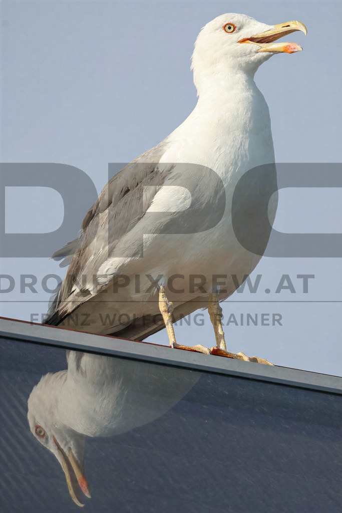 Yellow-legged Gull (Larus michahellis) | Yellow-legged Gull (Larus michahellis), a large gull species commonly found along Mediterranean coasts, rocky shorelines, harbours and coastal areas. - Realisiert mit Pictrs.com