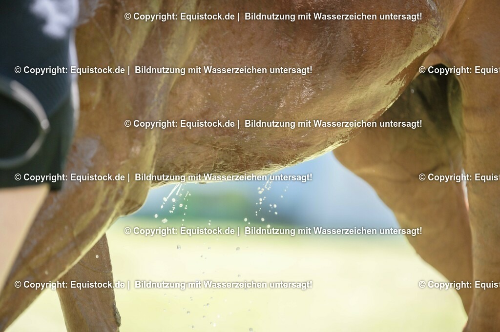 20230527_27_CCI4_Gelände_0185 | equistock
