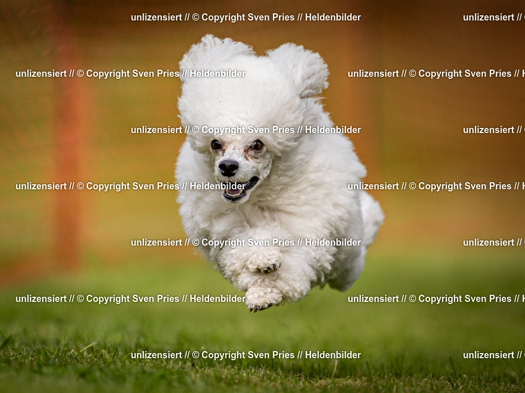 Sven Pries | 2024-09-22 - Hunderennen Baden-BadenPudelverein - Realisiert mit Pictrs.com