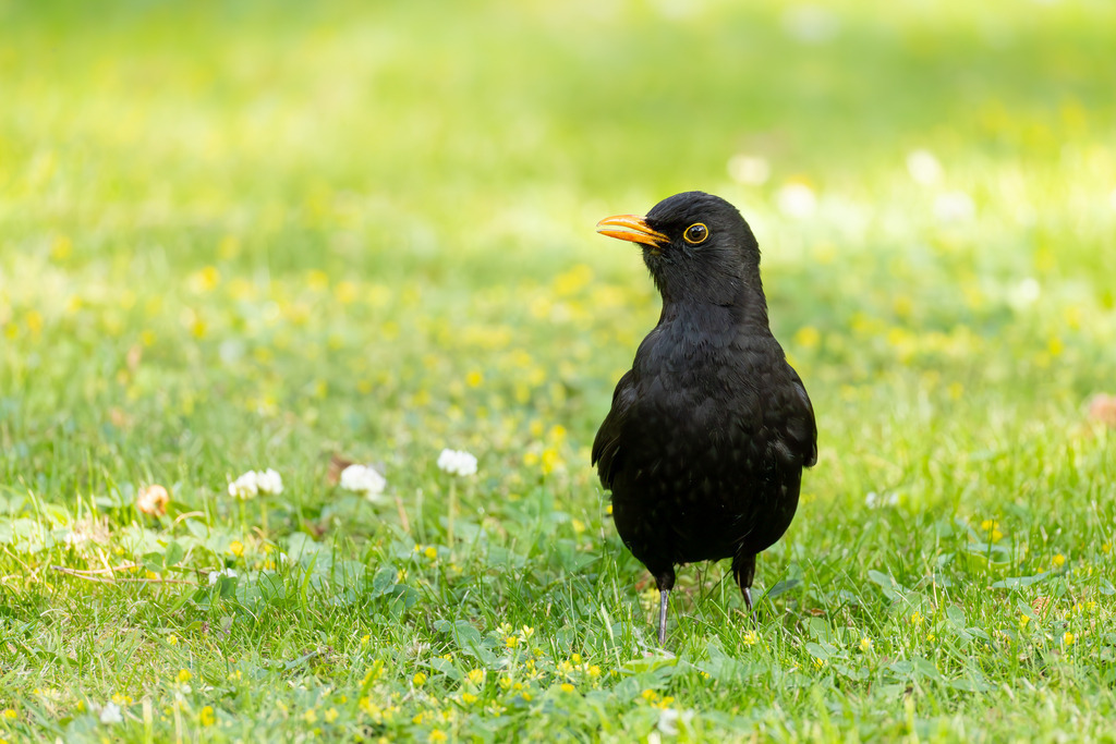 Die Amsel | Die Amsel, wissenschaftlich als Turdus merula bekannt und auch Schwarzdrossel genannt, gehört zu den bekanntesten und häufigsten Singvögeln Mitteleuropas. Ursprünglich war die Amsel ein scheuer Bewohner dichter Wälder, doch im Laufe des letzten Jahrhunderts hat sie sich erfolgreich zum Kulturfolger entwickelt. Heute ist sie ein vertrauter Anblick in unseren Gärten, Parks und städtischen Grünanlagen. Sie ist ganzjährig in Deutschland und weiten Teilen Europas zu beobachten, da sie oft zu den Teilziehern gehört: Während manche Amseln im Winter in wärmere Gebiete wie Nordafrika ziehen, bleiben viele, insbesondere die Stadtamseln, im Brutgebiet. - Realisiert mit Pictrs.com