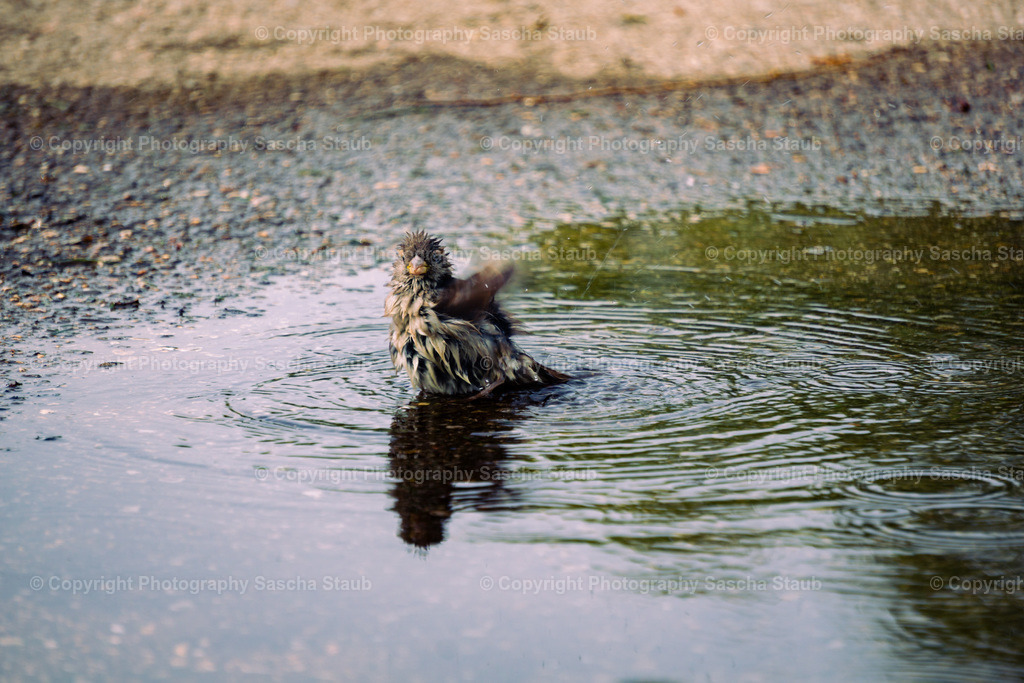 Spatz beim Baden in einer Pfütze | Willkommen im Shop von Photography Sascha Staub. Hier findest du alle Fotos und Medieninhalten von Sascha Staub. In diesem Shop kannst du Lizenzen zu den Fotos, Drucke und Gutscheine für den Shop erwerben.  - Realisiert mit Pictrs.com