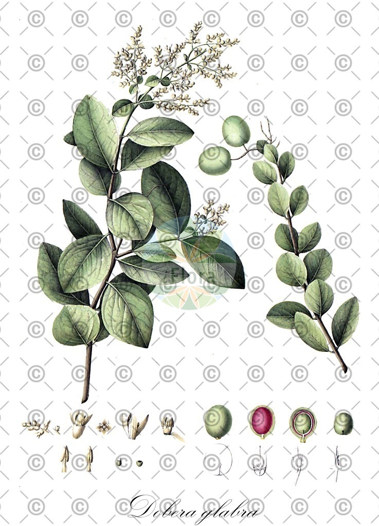 HistAbb_wfo-0000652730_1_ENZY_Simple | Historische Abbildung von Dobera glabra - Salvadoraceae | Historical Illustration of Dobera glabra - Salvadoraceae