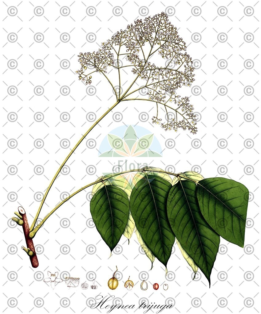 HistAbb_wfo-0000723037_1_ENZY_Simple | Historische Abbildung von Heynea trijuga - Meliaceae | Historical Illustration of Heynea trijuga - Meliaceae