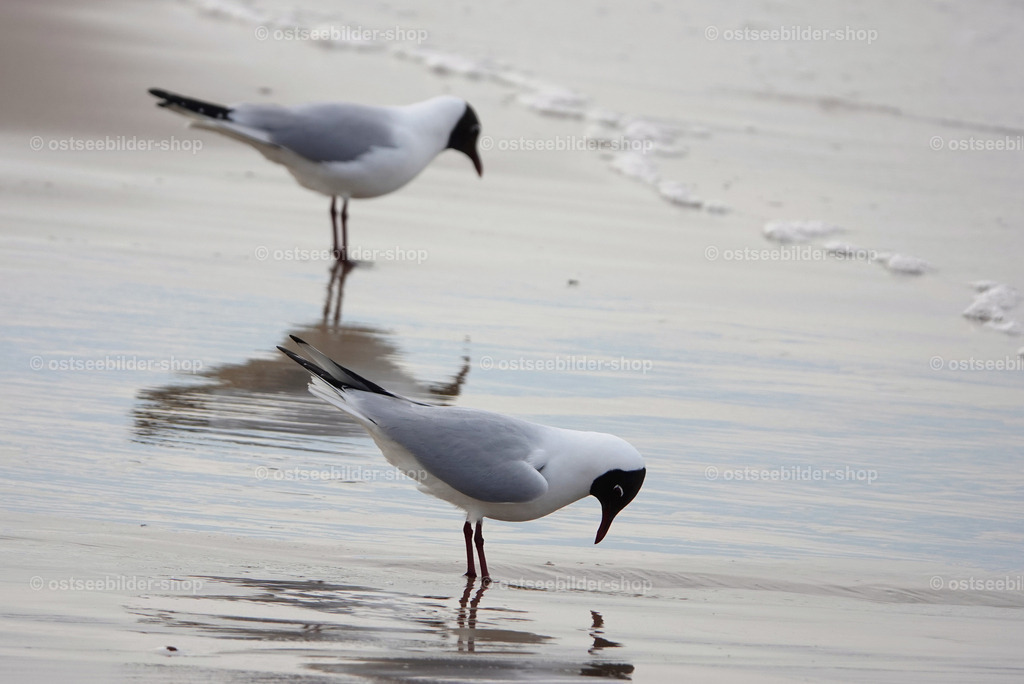 Zwiesprache mit dem eigenen Bild | Spieglein Spiegelein im Sand, wer ist die schönste Möwe am Strand ?
