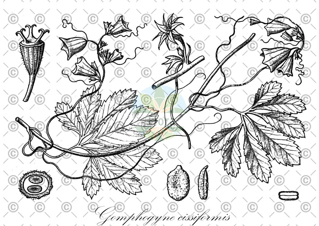 HistAbb_4PWP_1_ENZY_Simple | Historische Abbildung von Gomphogyne cissiformis - Cucurbitaceae | Historical Illustration of Gomphogyne cissiformis - Cucurbitaceae