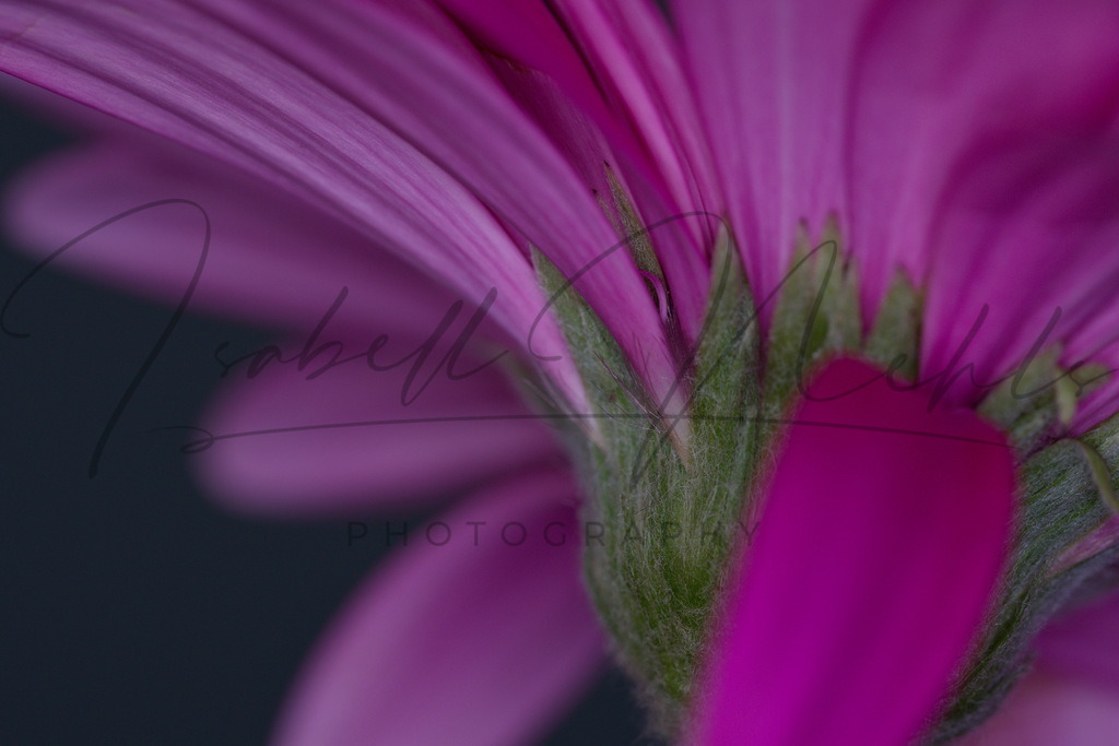 007_Blüte | i-n-photography - Realisiert mit Pictrs.com