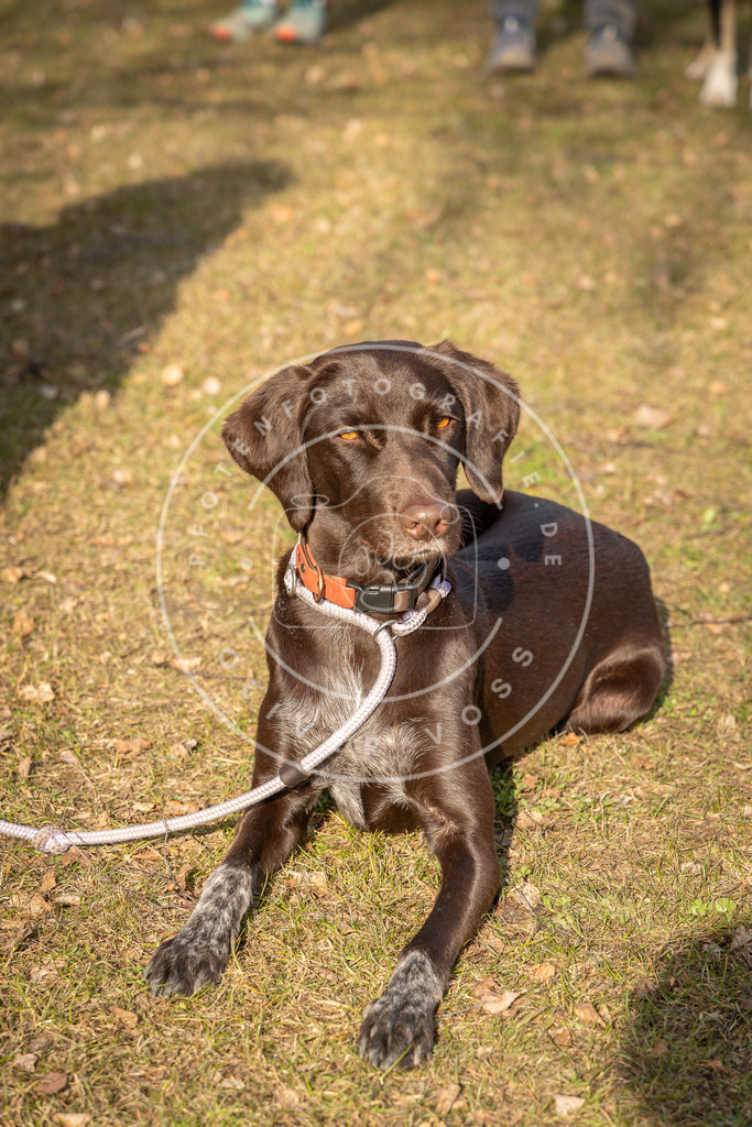 0L8A9097 | Hundefotografie, Tierfotograf, Pfotenfotografie, Fotoshooting Hund, Hunde Portrait, Hundesport, Hundeportraits, Heideshooting, Hunde, Sportfotograf, Hundefotograf, Turnierhundsport, THS,  - Realisiert mit Pictrs.com