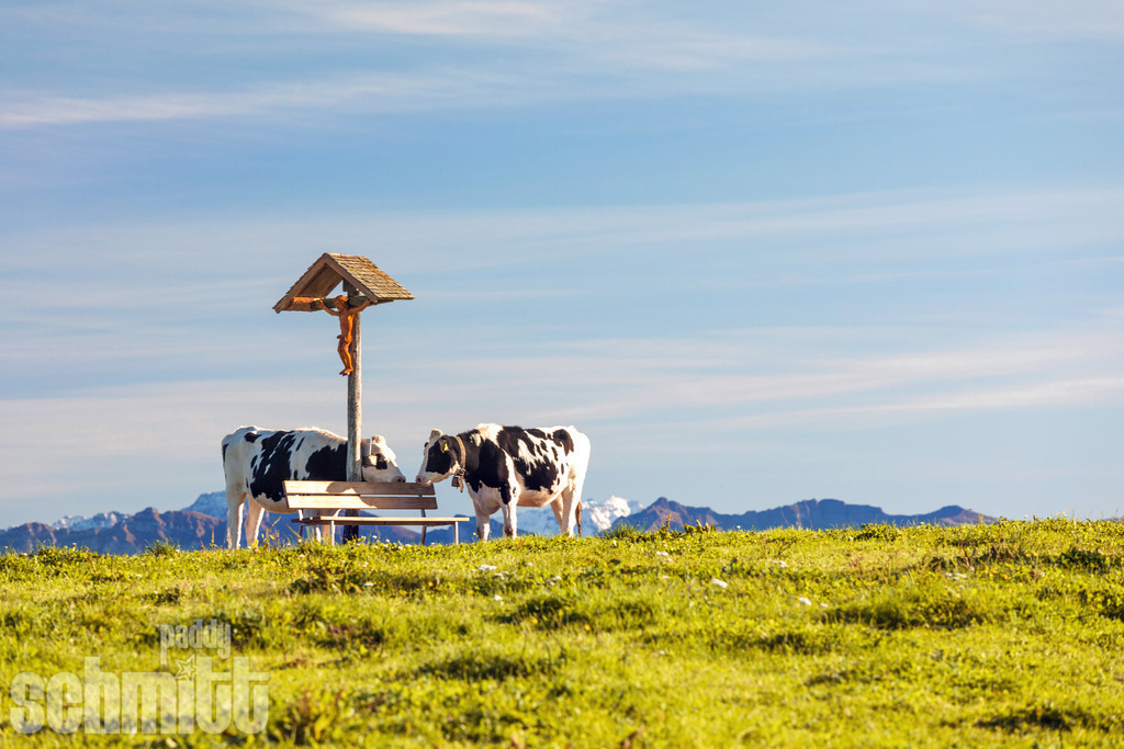 PS-Tiere-2026-85 | Entdecke die größte Bildgalerie der Region mit Fotografien aus dem Allgäu, der Bodenseeregion, Oberschwaben, dem Donautal und der Schwäbischen Alb. Landschaften, Luftaufnahmen und Reisefotografie als Wandbild und Fotokunst. - Realisiert mit Pictrs.com