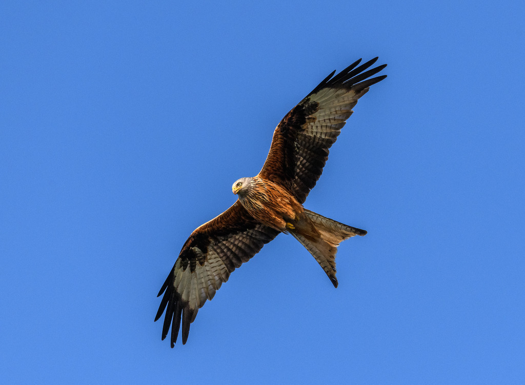 milan-2018-161 | Ein Roter Milan (Milvus milvus) im Suchflug nach Beute. Das Foto entstand mit einer Nikon D850 am Breiten Luzin im Naturpark Feldberger Seenlandschaft in Mecklenburg-Vorpommern. - Realisiert mit Pictrs.com